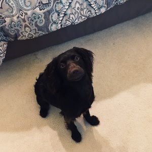 Meet your Posher, Elizabeth